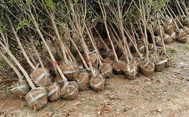 苗(miao)木(mu)為(wei)什麽要移栽