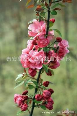 【批發(fa)西(xi)府海(hai)棠小苗(miao)北美(mei)海棠(tang)苗廠(chang)家(jia)直(zhi)銷北美(mei)海棠(tang)綠(lv)化(hua)苗(miao)木(mu)】泰安(an)高(gao)新區(qu)誠鑫(xin)源(yuan)苗木(mu)基地 - 產品(pin)庫