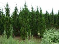 找(zhao)鄢陵(ling)河(he)南檜的(de)苗(miao)木價格(ge)價格(ge)、圖片、詳(xiang)情,上(shang)壹(yi)比多_壹比(bi)多產品(pin)庫