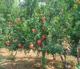 酸(suan)石(shi)榴苗(miao) 最新資訊(xun) 華(hua)爾網