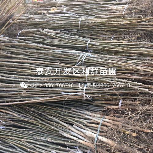 占(zhan)地核(he)桃(tao)苗 占(zhan)地核(he)桃(tao)苗報(bao)價 占(zhan)地核(he)桃(tao)苗價格(ge)