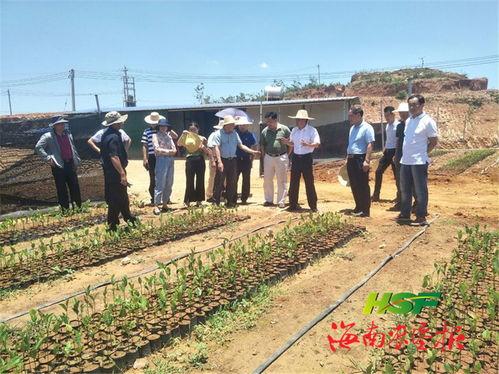 胡(hu)翔(xiang)深入(ru)龍(long)江農場公司(si)調(tiao)研(yan)苗木(mu)產業(ye)發(fa)展(zhan)
