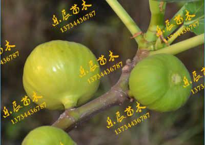 晉(jin)中(zhong)谷(gu)川(chuan)無(wu)花果廠(chang)家(jia) 優(you)質(zhi)苗(miao)木引領農業(ye)產業(ye)新發(fa)展(zhan)