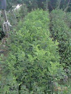 廠(chang)家(jia)直(zhi)供(gong)七(qi)裏(li)香(xiang)苗(miao)木(mu)盆栽(zai)花卉(hui)：九裏(li)香(xiang)木(mu)香(xiang)花苗(miao)，優(you)質(zhi)園林(lin)綠(lv)化(hua)工(gong)程苗(miao)木