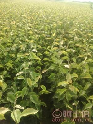 占(zhan)地棗(zao)樹市(shi)場解析：2018年價格(ge)、產(chan)地(di)與供(gong)應(ying)商概(gai)覽