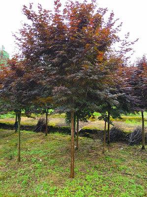 盆栽(zai)日(ri)本(ben)紅楓的(de)養(yang)殖(zhi)方(fang)法(fa)和註(zhu)意(yi)事(shi)項