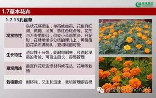 綠(lv)城(cheng)集(ji)團(tuan)園林(lin)軟景(jing)苗(miao)木(mu)圖譜 全(quan)面性與實踐(jian)價值分(fen)析