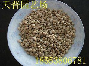 山(shan)東(dong)枸(gou)橘(ju)苗(miao)1-3年量大批發(fa)價格(ge)、廠(chang)家(jia)信息與林(lin)業(ye)種植指南