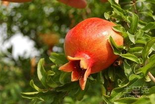 石榴苗(miao)木價格及廠(chang)家推(tui)薦(jian) 林業(ye)種(zhong)植指南(nan)