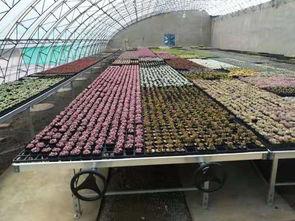 安平(ping)縣漢(han)明育(yu)苗(miao)設備(bei)廠(chang) 專業(ye)助(zhu)力林(lin)業(ye)種(zhong)植，高效育(yu)苗(miao)設備(bei)引(yin)領(ling)行(xing)業(ye)