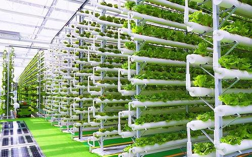 菜農(nong)的黃(huang)昏 數(shu)字農業(ye)時(shi)代(dai)下(xia)，90%蔬菜將(jiang)來(lai)自(zi)工廠(chang)化種(zhong)植