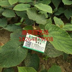 河(he)南(nan)紅心(xin)獼猴(hou)桃(tao)樹苗(miao)批(pi)發(fa)價格及種(zhong)植指南(nan)