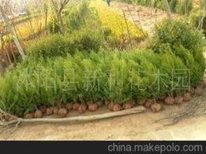 色塊(kuai)類苗(miao)木供應(ying)商(shang)及批(pi)發(fa)市(shi)場概覽