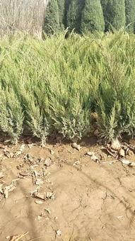 定州市盛(sheng)大園(yuan)林(lin)苗(miao)木基(ji)地入駐(zhu)苗木通平(ping)臺(tai)，致力精(jing)品(pin)苗木發(fa)展