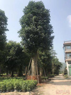 綠化(hua)苗木新選擇(ze) 骨(gu)架(jia)香樟(zhang)最(zui)新報(bao)價與(yu)供(gong)應商信(xin)息(xi)詳解(jie)