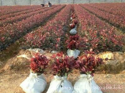 高(gao)品(pin)質紅葉石(shi)楠苗(miao)木采購指(zhi)南與(yu)園(yuan)林(lin)綠化(hua)應用