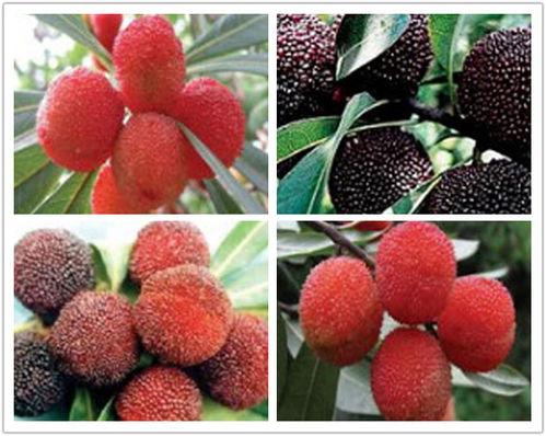 莊順果(guo)樹(shu)苗(miao) 仙越(yue)與(yu)阜(fu)陽品(pin)種的優質苗(miao)木特點