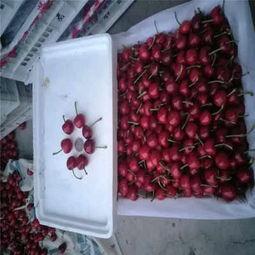 克(ke)拉(la)瑪依市矮(ai)化(hua)櫻桃苗低價熱銷，品(pin)質保(bao)障助(zhu)力(li)林(lin)業(ye)種(zhong)植(zhi)