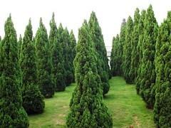 青(qing)州綠化(hua)苗木 選購優質綠化(hua)苗木，首選聚(ju)寶花(hua)卉(hui)苗(miao)木