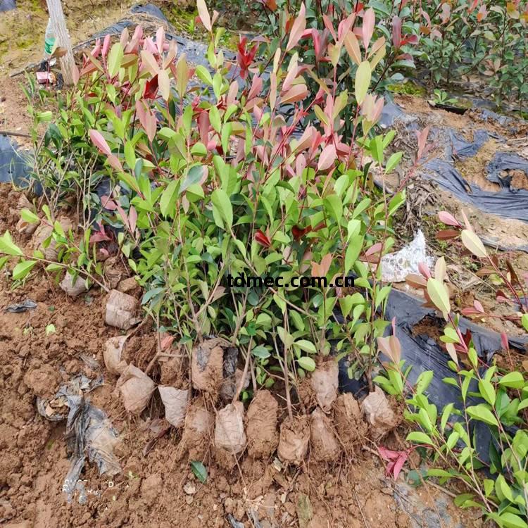 紅葉石(shi)楠 優質綠化(hua)樹種(zhong)及(ji)其種植(zhi)管理(li)