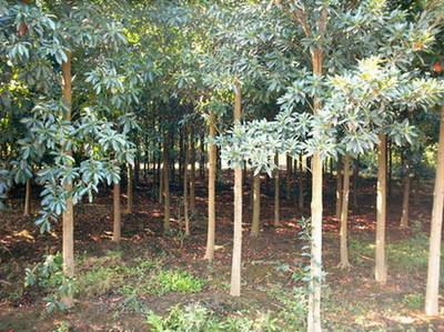 浙江省桐鄉(xiang)市石(shi)門三(san)杉(shan)苗(miao)木基(ji)地 現代(dai)林業(ye)種(zhong)植(zhi)的典範