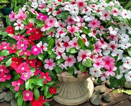 花(hua)期(qi)超長(chang)的4種(zhong)花(hua)卉(hui)，壹開花(hua)就是大半(ban)年(nian)，還好(hao)養