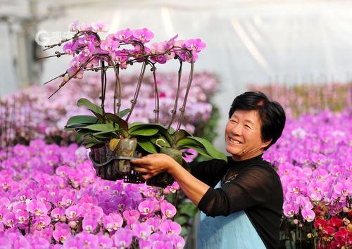 美(mei)麗(li)經(jing)濟綻(zhan)放 年(nian)宵(xiao)花(hua)市場再(zai)升溫(wen)，花(hua)卉(hui)種(zhong)植迎新春(chun)