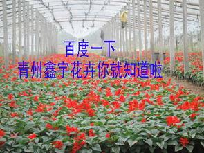 青(qing)州(zhou)鑫(xin)宇(yu)花卉苗(miao)木基地壹(yi)二(er)年(nian)生(sheng)草(cao)花與苗(miao)木產(chan)品名(ming)錄(lu)