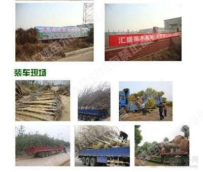 2014年(nian)河(he)北石家莊(zhuang)9公分全(quan)冠(guan)速(su)生(sheng)法(fa)桐(tong)價(jia)格(ge)分析(xi)與市(shi)場(chang)前(qian)景