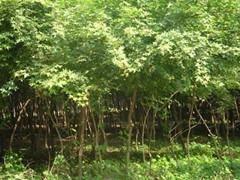 天津五角楓供應(ying)與價(jia)格(ge)指(zhi)南 綠(lv)源苗(miao)木專(zhuan)業(ye)批發