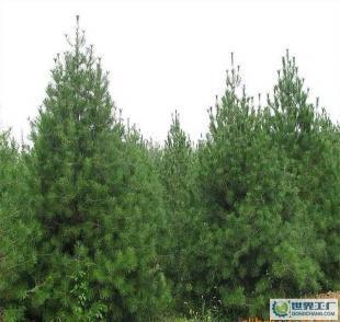 優質(zhi)綠(lv)化苗(miao)木 陜(shan)西藍田白皮松