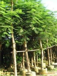 綠(lv)化苗(miao)木產(chan)品清(qing)單 - 第241頁苗(miao)木精(jing)選