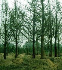 苗(miao)木供應(ying)信息 - 中國(guo)花(hua)木資(zi)訊(xun)網(wang) | 園林(lin)苗(miao)木報價(jia)、供求(qiu)信息與花木行(xing)情分析(xi)