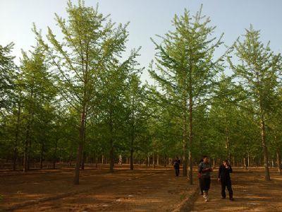 山東銀杏苗(miao)木培育基地 專(zhuan)業(ye)花(hua)卉種(zhong)植(zhi)與綠(lv)色生(sheng)態建(jian)設(she)