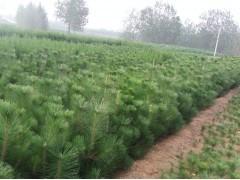 花(hua)卉苗(miao)木供應(ying) 黑松(song)、側柏(bai)、油(you)松(song)種(zhong)植(zhi)指(zhi)南與市(shi)場(chang)前(qian)景