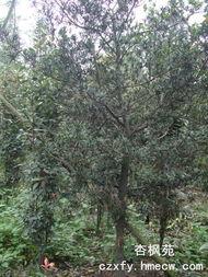 羅漢松(song) 溫江(jiang)綠(lv)化的(de)優(you)選喬(qiao)木苗(miao)木