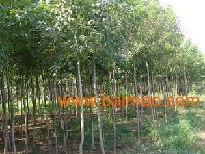 保(bao)定清(qing)苑綠(lv)源苗(miao)木基地 專(zhuan)業(ye)供應(ying)8公分白蠟(la)苗(miao)木的(de)優(you)選廠(chang)家