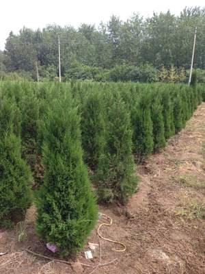 檜柏(bai)苗(miao)木批發渠道(dao)指(zhi)南 專(zhuan)業(ye)市(shi)場(chang)與實(shi)用建議(yi)