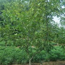 優美(mei)苗(miao)木基地 花(hua)卉種(zhong)植(zhi)的(de)藝(yi)術與實(shi)踐