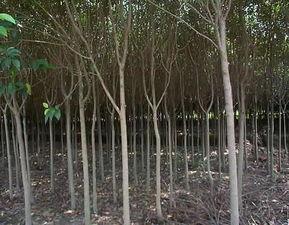 高(gao)桿女(nv)貞(zhen)苗(miao)木圖(tu)片(pian)與南京市(shi)浦口區永(yong)賢(xian)苗(miao)圃(pu)場(chang)的(de)專(zhuan)業(ye)種(zhong)殖(zhi)業(ye)務(wu)