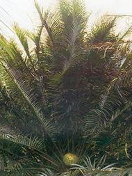 廣(guang)州市(shi)綠(lv)化公(gong)司白雲(yun)苗(miao)圃(pu) 花(hua)卉種(zhong)植(zhi)與產(chan)品展(zhan)示