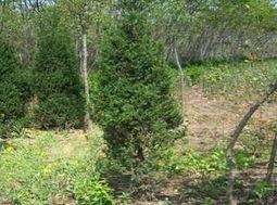 潢(huang)川(chuan)縣(xian)宏(hong)達(da)苗(miao)圃(pu)廠(chang) 河(he)南檜與花卉種(zhong)植(zhi)的(de)精(jing)品展(zhan)臺(tai)