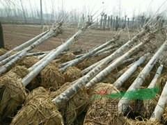 山東(dong)青青苗(miao)木(mu)基(ji)地(di) 助(zhu)力現(xian)代林業種植與(yu)生態(tai)發(fa)展