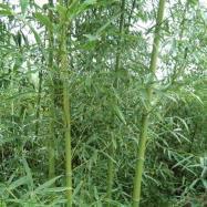 剛(gang)竹基(ji)地(di)苗(miao)木(mu)產(chan)品(pin)介紹與圖(tu)片展示