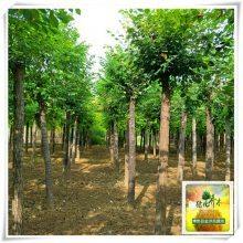 圓冠榆(yu)樹苗(miao) 博野縣金(jin)澤苗(miao)圃(pu)場的主打產品(pin)與(yu)產(chan)地(di)介紹