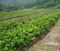 芳青花卉(hui)苗(miao)木(mu) 路(lu)口綠(lv)化(hua)優(you)選，打造(zao)綠(lv)色(se)生態(tai)新(xin)篇章(zhang)