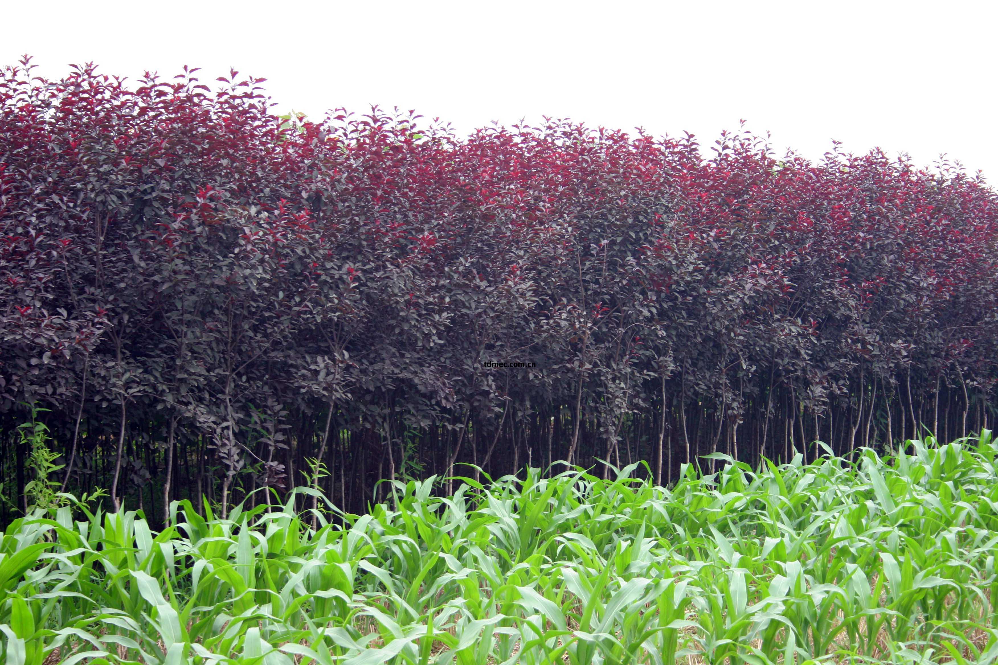 武陟縣小巖(yan)村 苗(miao)木(mu)花(hua)卉(hui)基地(di)的綠(lv)色(se)崛起(qi)與鄉(xiang)村振興實踐(jian)