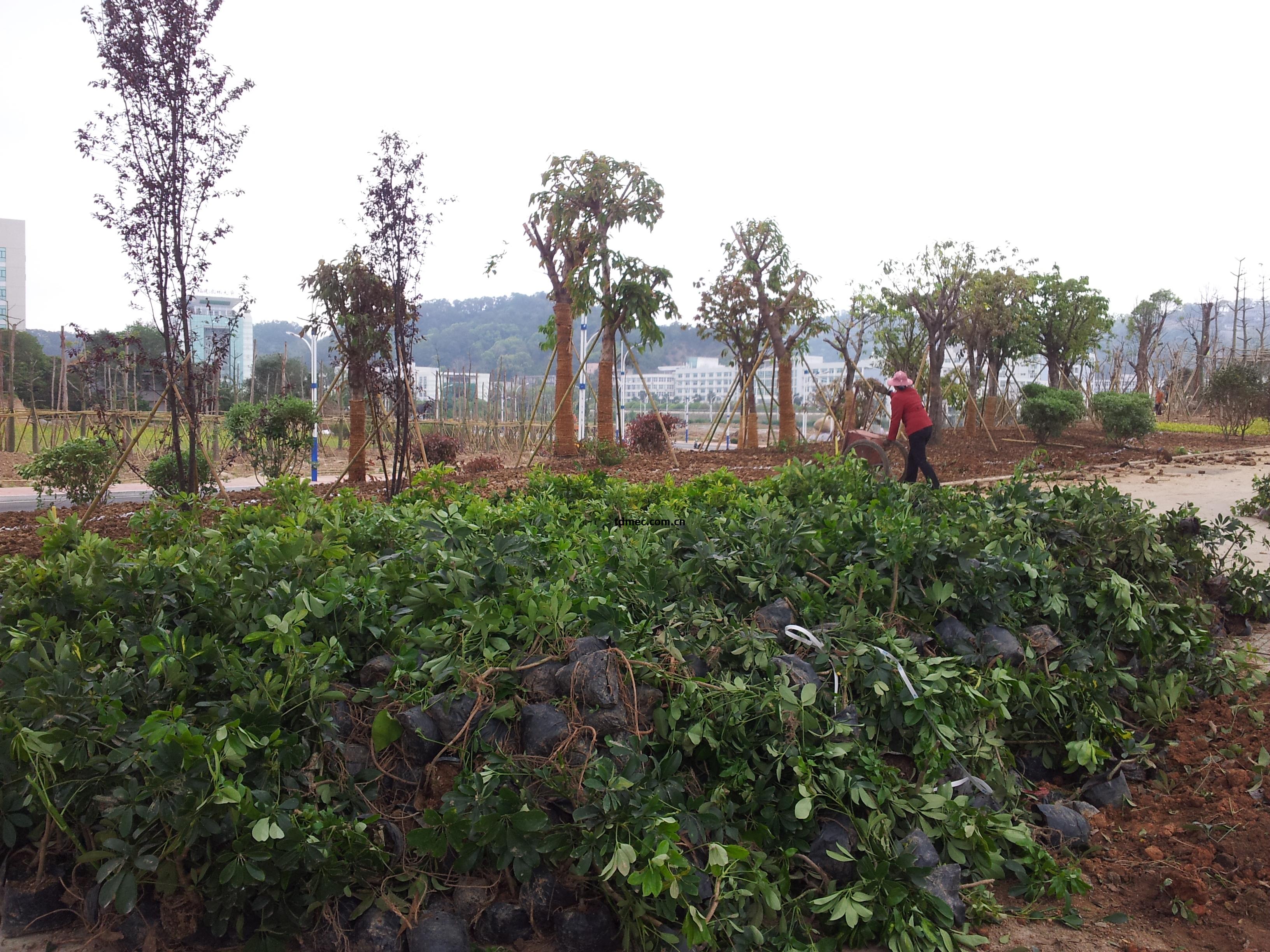 擋土(tu)墻苗(miao)木(mu)種植與(yu)地(di)被苗(miao)木(mu)種植 林(lin)業種植中的(de)生態(tai)與工(gong)程結合(he)