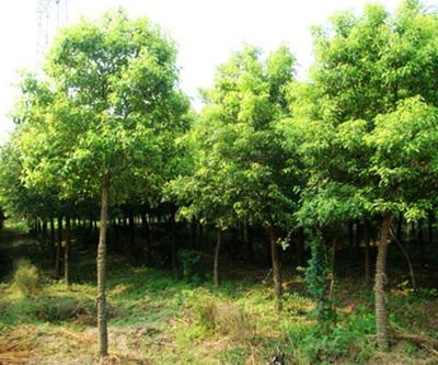 欒樹苗(miao)木(mu)市(shi)場價(jia)格解(jie)析(xi)與永誠園林(lin)上(shang)海欒樹種植優(you)勢