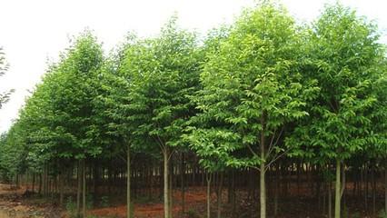 奉新(xin)綠霖(lin)苗(miao)木(mu)專(zhuan)業合(he)作(zuo)社(she) 專(zhuan)業花(hua)卉(hui)種植，綻放(fang)鄉村(cun)經濟(ji)新(xin)活(huo)力